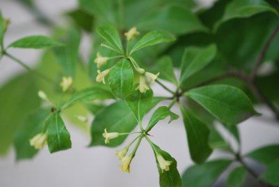Pittosporum tobira - slizoplod Tobira - kvetoucí větévka